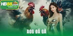 AOG Đá Gà