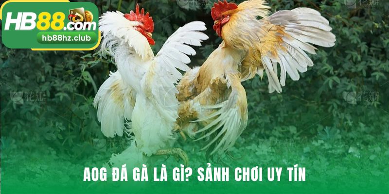 AOG đá gà là sản phẩm uy tín từ Arena of Gold