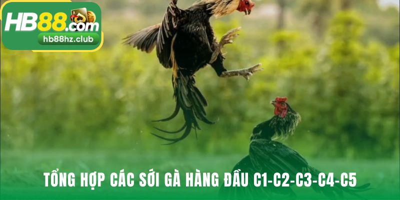 Các sới đá gà hàng đầu quy tụ những trận đấu đặc sắc